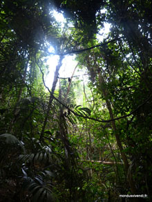 Taman Negara - Malaisie